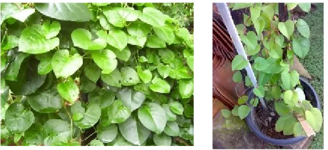 Gambar Daun Binahong