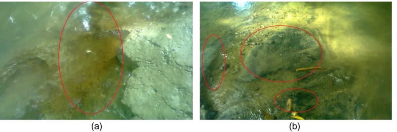 Gambar  2.  Endapan  Oksida  Logam  Pada  Sedimen  Sungai  Pucung  (a) Endapan  Oksida  Besi  (Merah) Pada Batuan di Tepi Sungai (b) Endapan Oksida Tembaga (Biru) Pada Pasir di  Tengah Sungai 