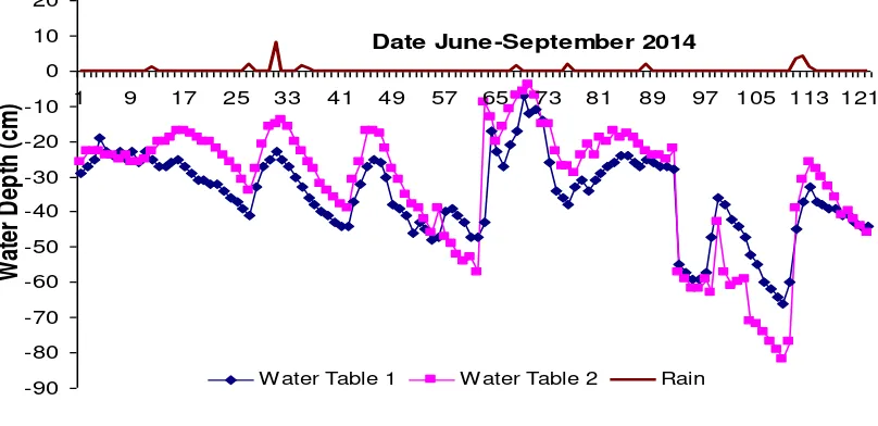 Figure 3. Water tabel dynamics in corn cultivation at dry season of June-September 2014 