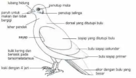 Gambar 2.1. Morfologi Burung 12
