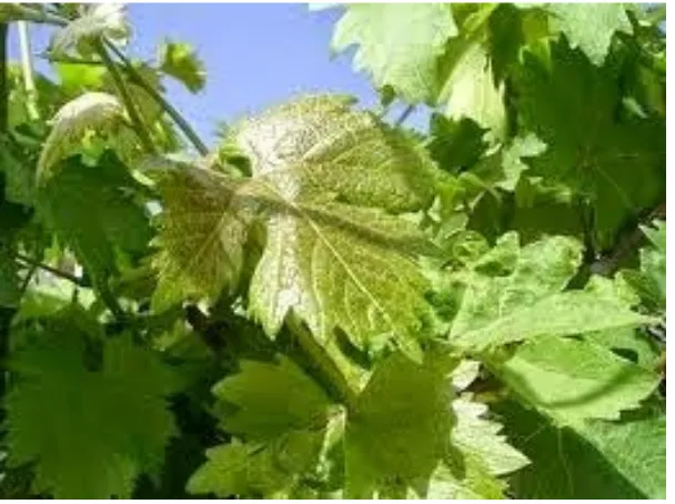Gambar daun anggur (sumber : goggle.com)
