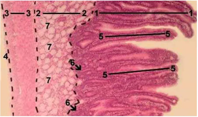 Gambar histologi duodenum 2.2. 