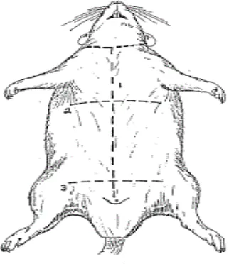 Gambar 2.5. anatomi tikus , Anatomi internal Rattus norvegicus (Lytle dan Meyer,2005) 