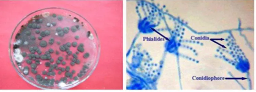 Gambar 2. a) Koloni kapang P. paraherquei medium CA,  b) Kapang P. paraherquei diamati di bawah mikroskop dengan pewarnaan lactophenol cotton blue (perbesaran l000x) 