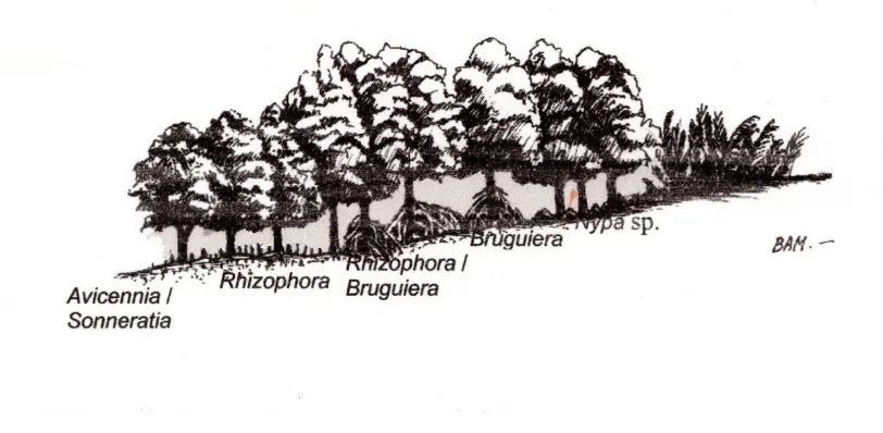 Gambar 2.1 Zonasi Mangrove (Bengen, 2001)