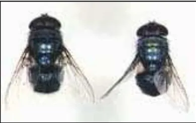Gambar 2.7. Chrysomya megacephala (a) jantan (b) betina (Kartikasari, 2008) 