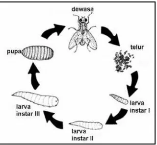 Gambar 2.1. Siklus Hidup Lalat (Watson dkk dalam Hanidhar, 2007) 