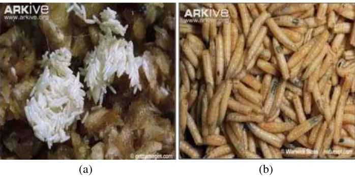 Gambar 2.2. (a) Telur Lalat dan (b) Larva Lalat (Arkive, 2012) 
