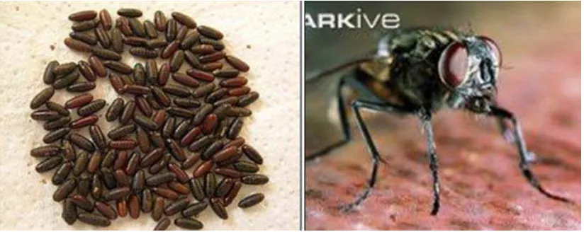 Gambar 2.3 (a) Kepompong dan (b)  Lalat Dewasa (Arkive, 2012) 