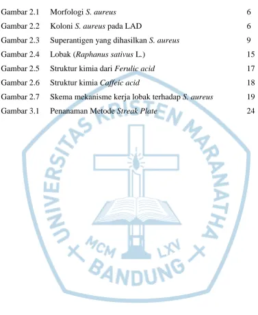 Gambar 2.1 Morfologi S. aureus  