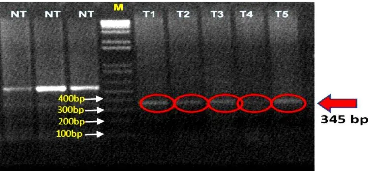 Gambar 2. Profil Amplifikasi cDNA Individu yang Mewakili Tanaman Galur C20; NT= non treatment; T1= perlakuan Bio1; T2= Perlakuan Bio2; T3= Perlakuan Abio1; T4= Perlakuan Abio2; dan T5= perlakuan Existing; M= 1 Kb+ladder, menggunakan primer PR-1 Maize F: 5’-AGGCTCGCG TGCCTCCTAGCTCT-3’ dan R: 5’-GGAGTCGCGCCSCACCACCTGCG-3’ 