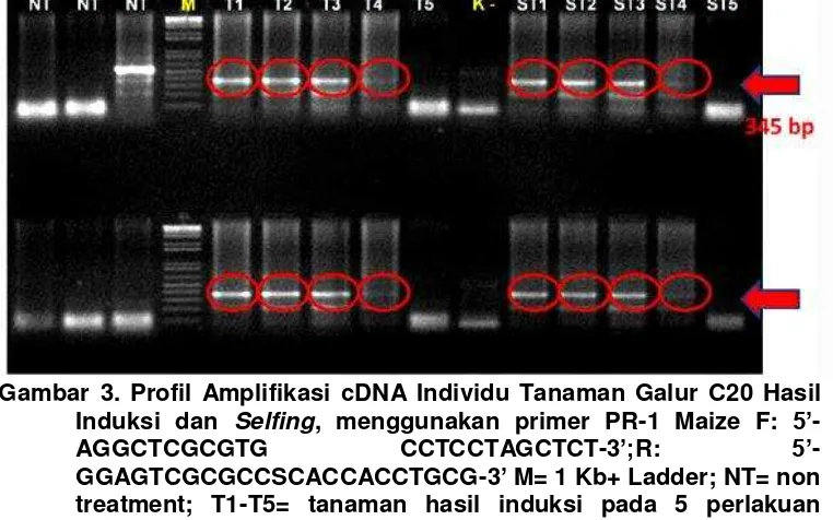 Gambar 3. Profil Amplifikasi cDNA Individu Tanaman Galur C20 Hasil 