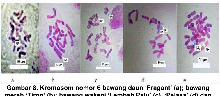 Gambar 8. Kromosom nomor 6 bawang daun ‘Fragant’ (a); bawang 