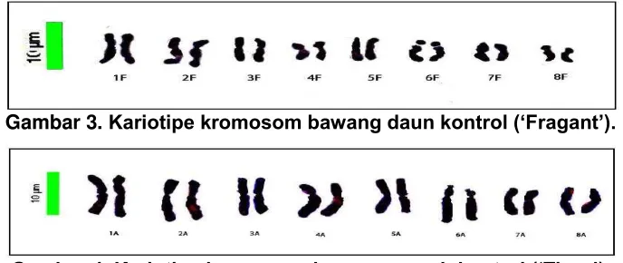 Gambar 4. Kariotipe kromosom bawang merah kontrol (‘Tiron’).