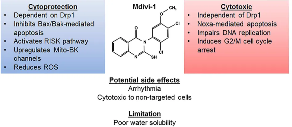 Figure 2. Pharmacodynamic proﬁle of Mdivi-1. Mdivi-1 confers cytoprotection by employing a Drp1-dependent inhibition of Bax/Bak-mediatedapoptosis, activating the RISK pathway, upregulating mitochondrial large conductance Ca2+and voltage activated K+ (Mito-