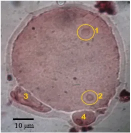 Gambar 2. Embrio mencit tahap morula (a) dan blastosis (b). ������ �� ����������������������������������������� �������������� ����������������������� �������������� ��Keterangan: 1: sel blastomer; 2: zona pelucida; 3: blastocoel; 4: inner cell mass