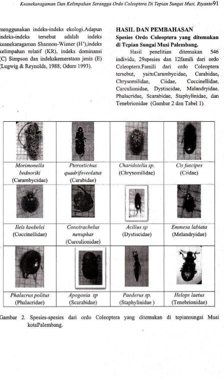 Gambar 2. Spesies-spesies dari ordo Coleoptera yang ditemukan di tepiansungai Musi