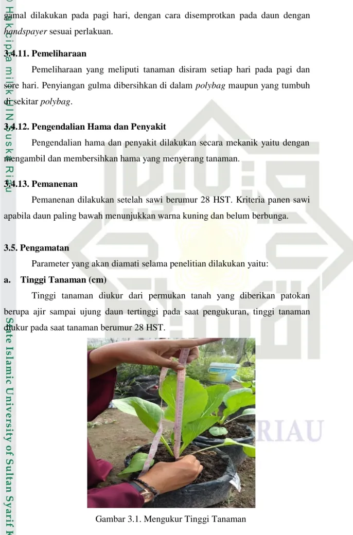 Gambar 3.1. Mengukur Tinggi Tanaman 