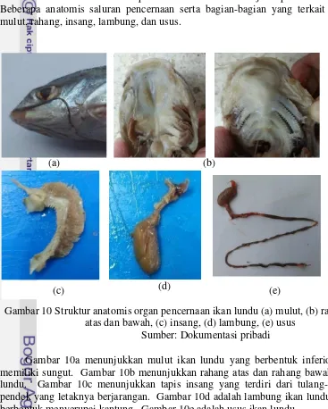 Gambar 10 Struktur anatomis organ pencernaan ikan lundu (a) mulut, (b) rahang 