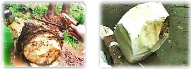 Gambar 2.1 Tanaman Pisang Abaca (Musa textilis Nee.) 