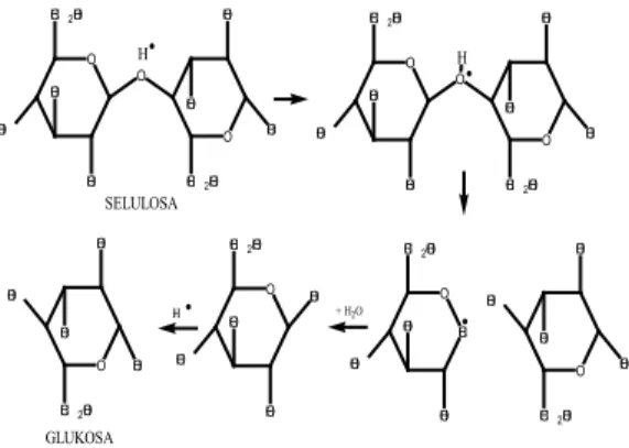 Gambar 3. Mekanisme reaksi hidrolisis  (Xiang dkk., 2003)