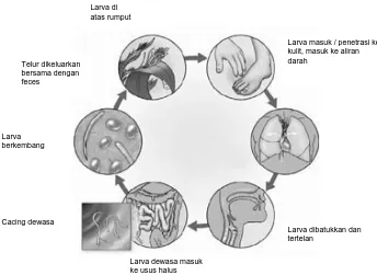 Gambar 2.3. Siklus biologis cacing tambang 20)
