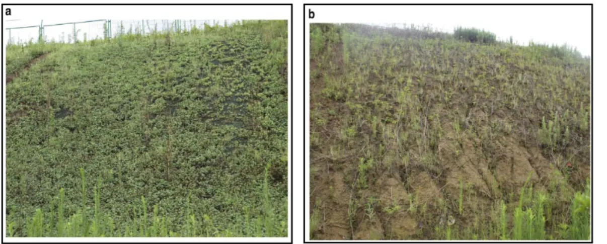 Gambar 2.5.  Soil stabilizer sebagai penahan humus tanah pada lereng bukit        (a) Lahan  yang telah distabilkan dengan  STW,   (b) Tanpa distabilkan dengan STW  