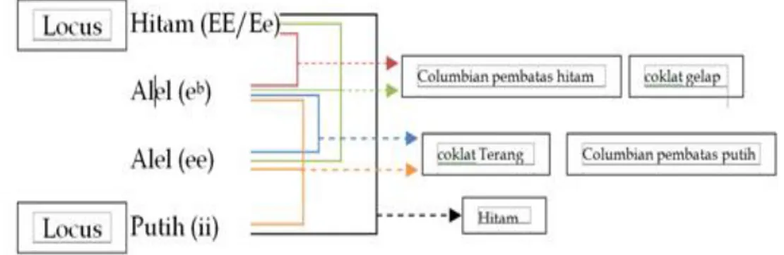 Gambar 1. Ilustrasi Kerja gen dan alel dalam lokus E dan i untuk variasi warna populasi ayam KL  Gen  dan  alel  pola  warna  bulu 