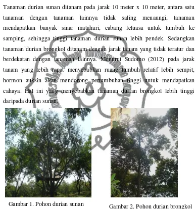 Gambar 2. Pohon durian brongkol 