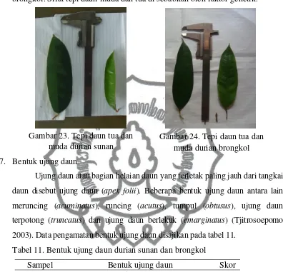 Tabel 11. Bentuk ujung daun durian sunan dan brongkol 