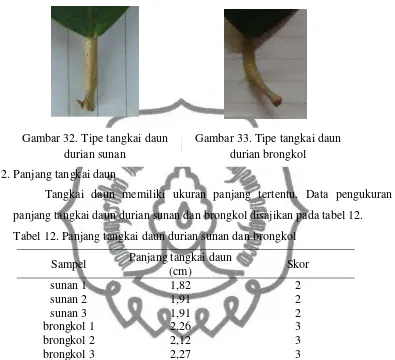 Gambar 33. Tipe tangkai daun 