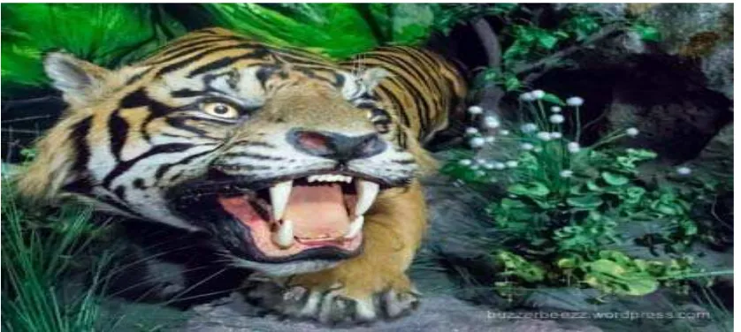 Gambar 3.2 Tatapan marah Harimau Sumatera 
