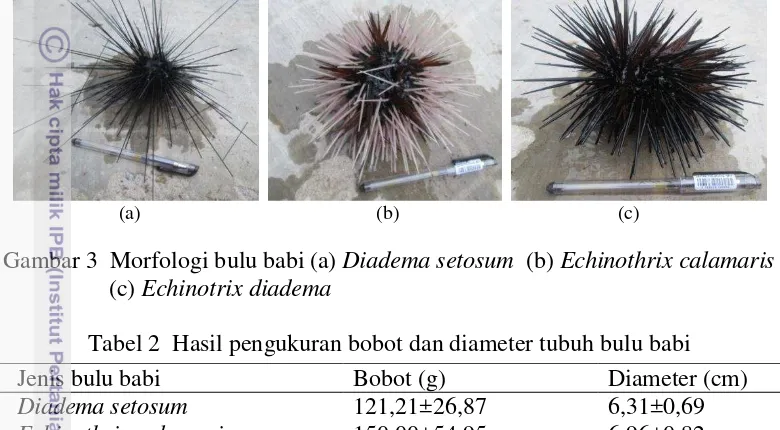 Gambar 3  Morfologi bulu babi (a) Diadema setosum  (b) Echinothrix calamaris 