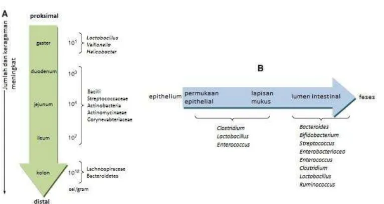 Gambar 1. Distribusi mikrobiota A. Jumlah dan variasi mikrobiota sepanjang saluran cerna B