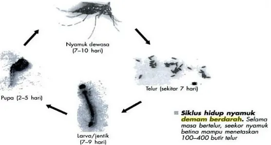 Gambar 2.4 DAUR HIDUP Aedes sp.