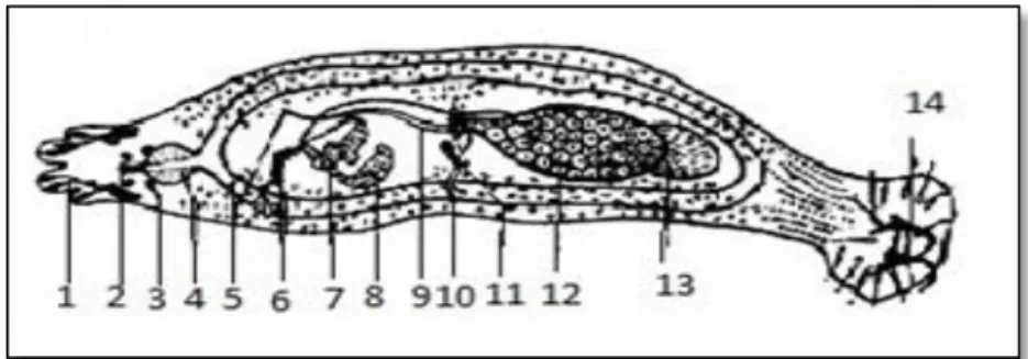 Gambar 4.Struktur skematis Dactylogyrus sp. (http://www.google.com). 