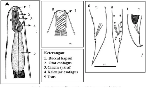 Gambar 6  Procamallanuspintoi (http://www.google.com). 