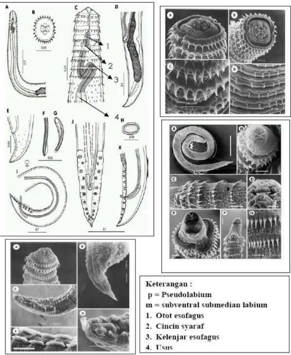 Gambar 10  Morfologi Spinitectusalleri ((http://www.google.com), 