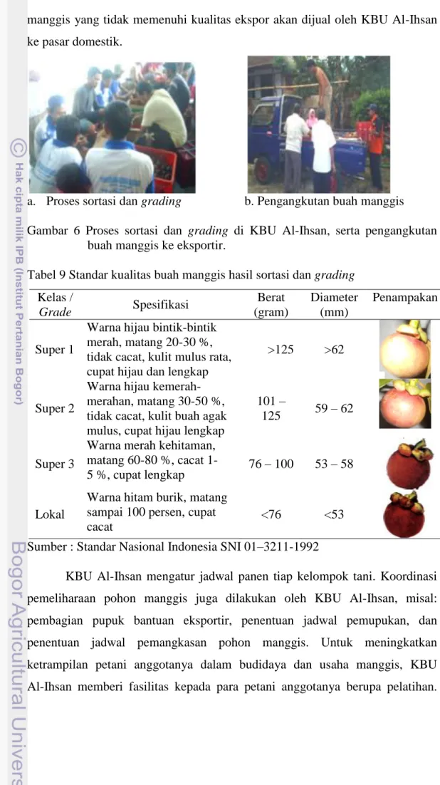 Tabel 9 Standar kualitas buah manggis hasil sortasi dan grading  Kelas / 