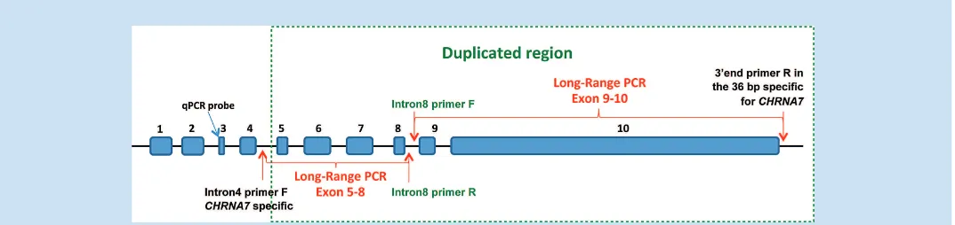 FIG. 1. Genomic structure of the human CHRNA7probe. The dashed rectangle indicates the region duplicated in gene, with the position of the primers used for the x5–x8 and x9–x10 LR-PCRs and the qPCR CHRFAM7A