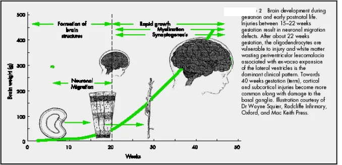 Gambar 2.3   Perkembangan Otak selama Masa Gestasi dan Awal Kehidupan  Postnatal (Lin, 2003) 