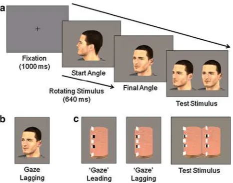 Fig. 1 Stimuli. a Trial sequence depicting the animate stimulus in thegaze-leading condition with a symmetrical test stimulus, in which thechoices are 10� before (-) and 10� after (?) the ﬁnal angle ofthe rotating stimulus