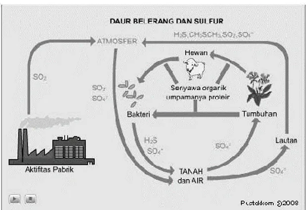 Gambar 5. Rantai Kejadian Yaitu Daur Belerang dan Sulfur  3.  Peta Konsep Siklus 