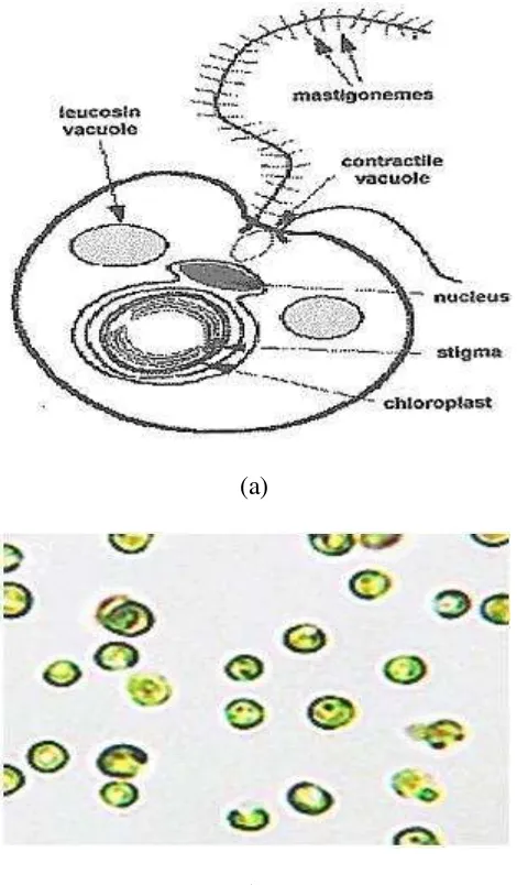 Gambar 2.  (a)  Morfologis sel Nannochloropsis sp. dan (b) Nannochloropsis sp. (Renaud, 1991 dalam Budiman, 2009) 
