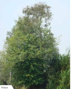Gambar 3.9. Foto Referensi Pohon Kambasira  (Thomas, 2011, hlm. 42) 