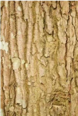 Gambar 3.14. Tekstur Pohon Kambasira  (Dokumentasi pribadi) 