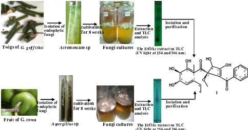 Figure 1. Brief Procedure for Isolating the Pure Compound from the Endophytic Fungi Acremonium sp from Twigs G.griffithii and Aspergillus sp from the Fruit of G