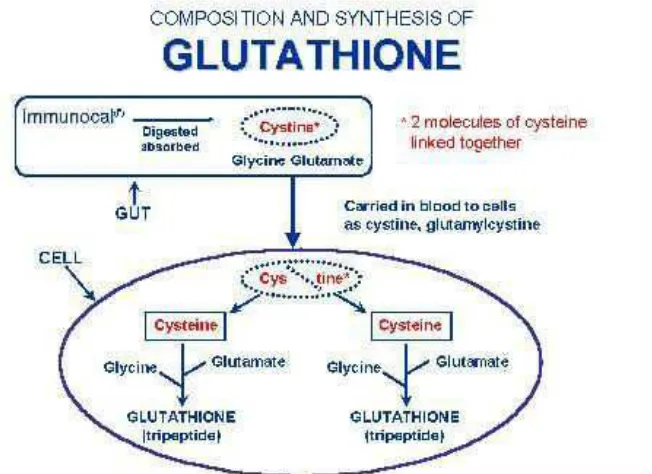 Gambar 5. Proses pembentukan gluthatione  