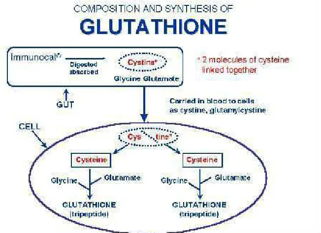 Gambar 5. Proses pembentukan gluthatione  