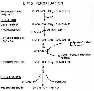 Gambar 6. Peroksidasi Lipid 